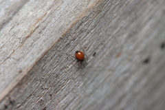 Ostearius melanopygius