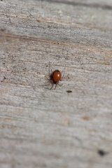 Ostearius melanopygius