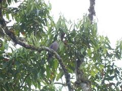 Patagioenas plumbea