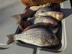 Amphistichus argenteus