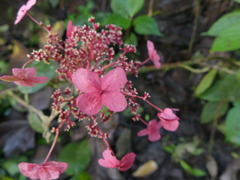 Hydrangea peruviana
