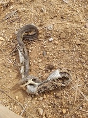 Thamnophis hammondii