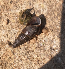 Melanoides tuberculata