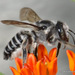 Texas Leafcutter Bee - Photo (c) Chris Kreussling (Flatbush Gardener), some rights reserved (CC BY-NC), uploaded by Chris Kreussling (Flatbush Gardener)