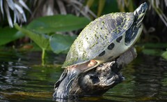 Pseudemys peninsularis