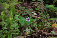 Viola stipularis