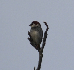 Passer hispaniolensis