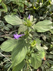 Barleria cristata