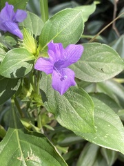 Barleria cristata