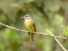 Myiodynastes hemichrysus