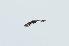 Amblyospiza albifrons