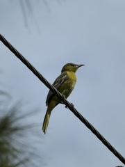 Icterus cucullatus