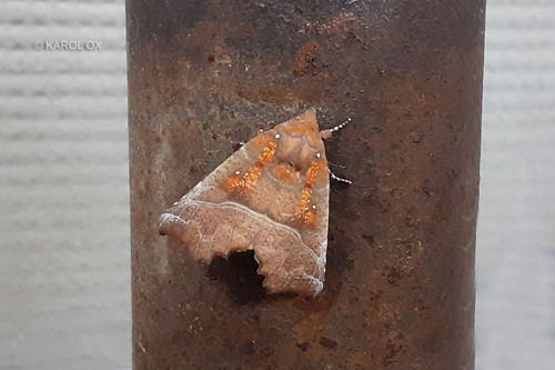 mora pivničná (Scoliopteryx libatrix)