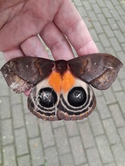 Automeris postalbida