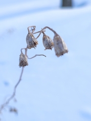 Campanula rapunculoides