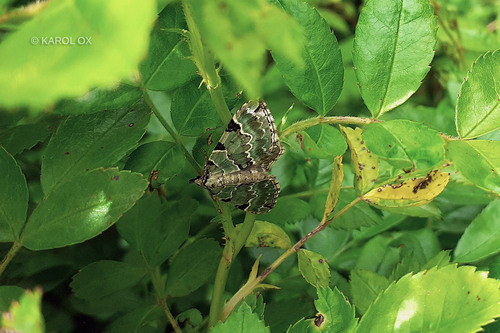 piadivka hluchavková (Colostygia pectinataria)