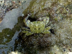 Pachygrapsus transversus