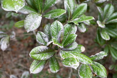 Magnolia grandiflora