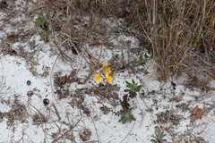 Chrysopsis gossypina