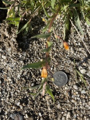 Camissoniopsis pallida