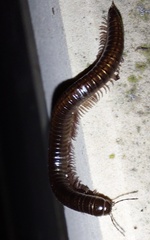 Ommatoiulus sabulosus