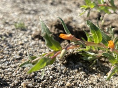 Camissoniopsis pallida