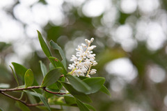 Cliftonia monophylla