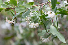 Cliftonia monophylla
