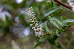 Cliftonia monophylla