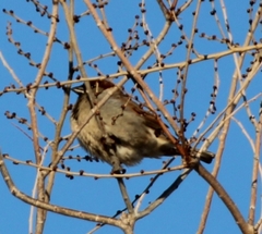 Passer domesticus
