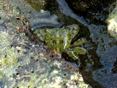 Pachygrapsus transversus