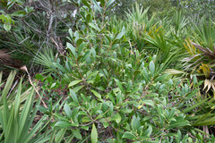 Forestiera acuminata