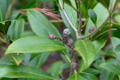 Forestiera acuminata