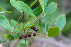 Forestiera acuminata