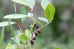 Forestiera acuminata