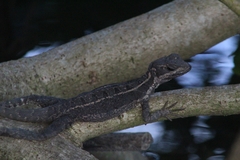 Basiliscus basiliscus barbouri