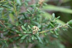 Lyonia