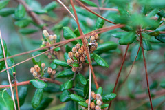 Lyonia
