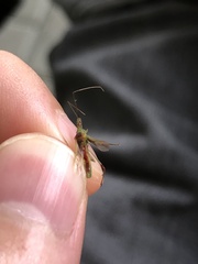 Hemiptera