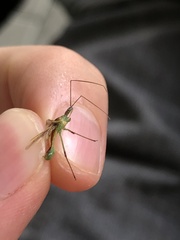 Hemiptera