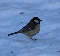 Parus major