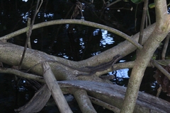 Basiliscus basiliscus barbouri