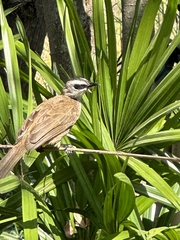 Pycnonotus goiavier jambu