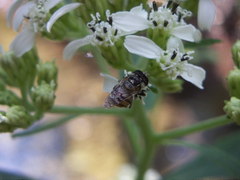 Copestylum tamaulipanum