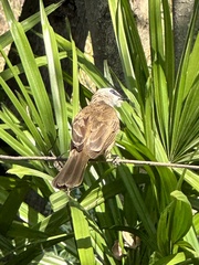 Pycnonotus goiavier jambu