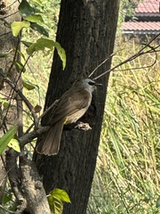 Pycnonotus goiavier jambu