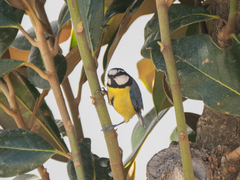 Cyanistes teneriffae
