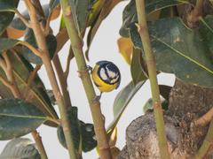 Cyanistes teneriffae
