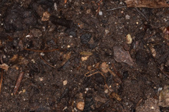 Isotominae