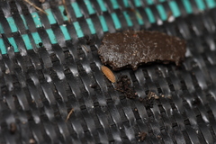 Haplophthalmus danicus